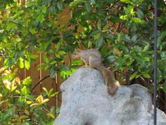Sciurus niger