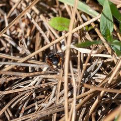 Aelurillus politiventris