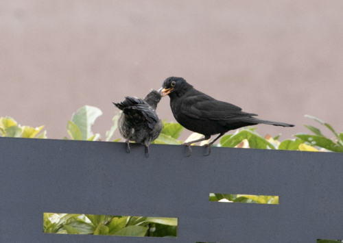 Mirlo común (Turdus merula)