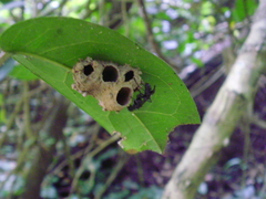 Hymenoptera