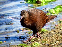 Gallirallus australis scotti