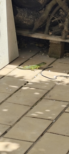 Avistamiento Lagarto ocelado (fardacho)