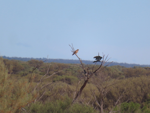 Brown Falcon