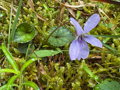 Viola formosana, photograph (c) 黃美滿, some rights reserved (CC BY)