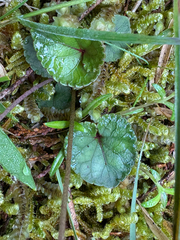 Viola formosana, photograph (c) 黃美滿, some rights reserved (CC BY)