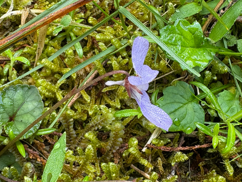 Viola formosana, photograph 3