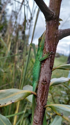 Flat Andes Anole, Anolis heterodermus