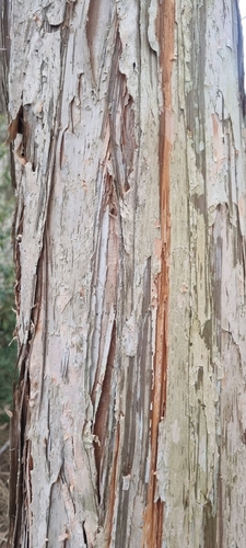 Melaleuca ericifolia, photograph 3