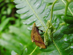 Lepidoptera