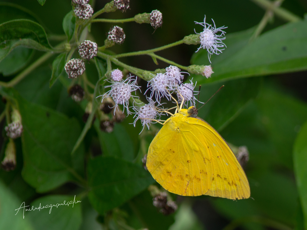 Orange Emigrant (Catopsilia scylla)