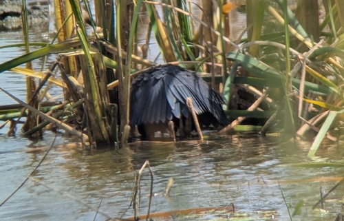 iNaturalist image