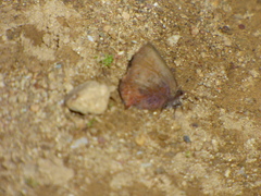 Callophrys augustinus iroides