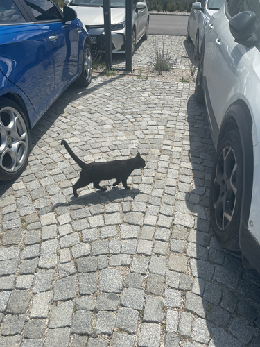 Domestic Cat