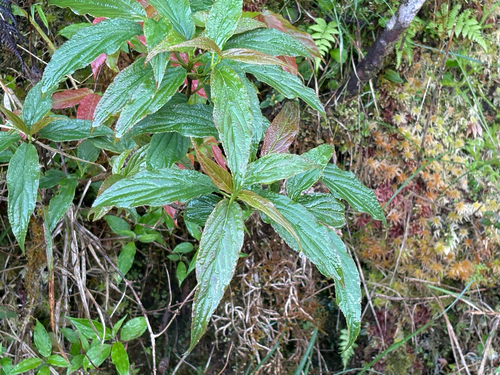 Viburnum urceolatum, photograph 1