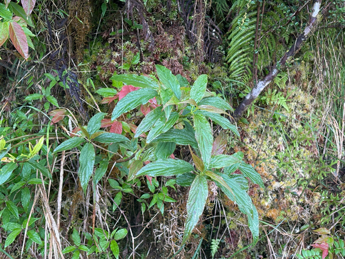Viburnum urceolatum