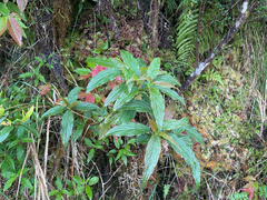 Viburnum urceolatum