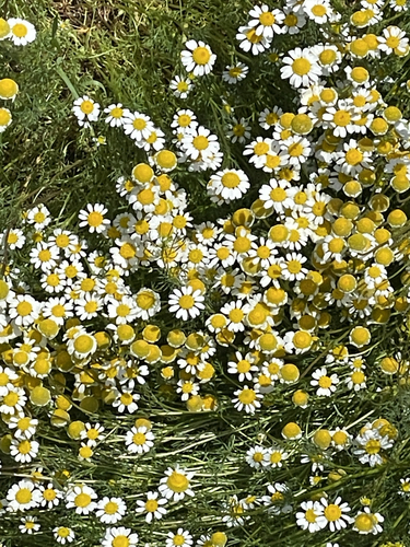German Chamomile