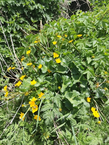 marsh marigold
