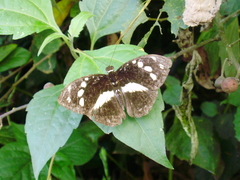 Aterica galene galene