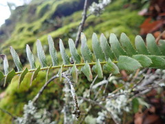 Polystichum imbricans