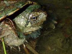 Kinosternon hirtipes murrayi