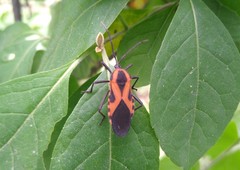 Sephina vinula