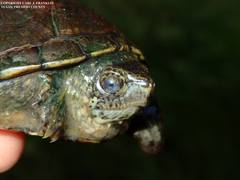 Kinosternon hirtipes murrayi