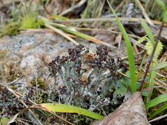 Cladonia cariosa