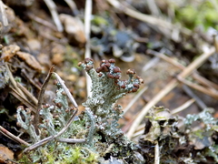 Cladonia cariosa