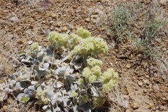 Eriogonum robustum