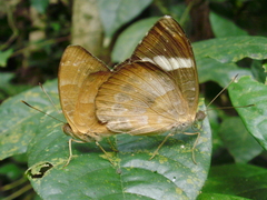 Euriphene