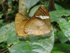 Euriphene