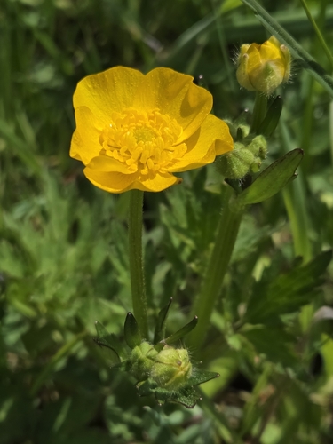 Creeping buttercup