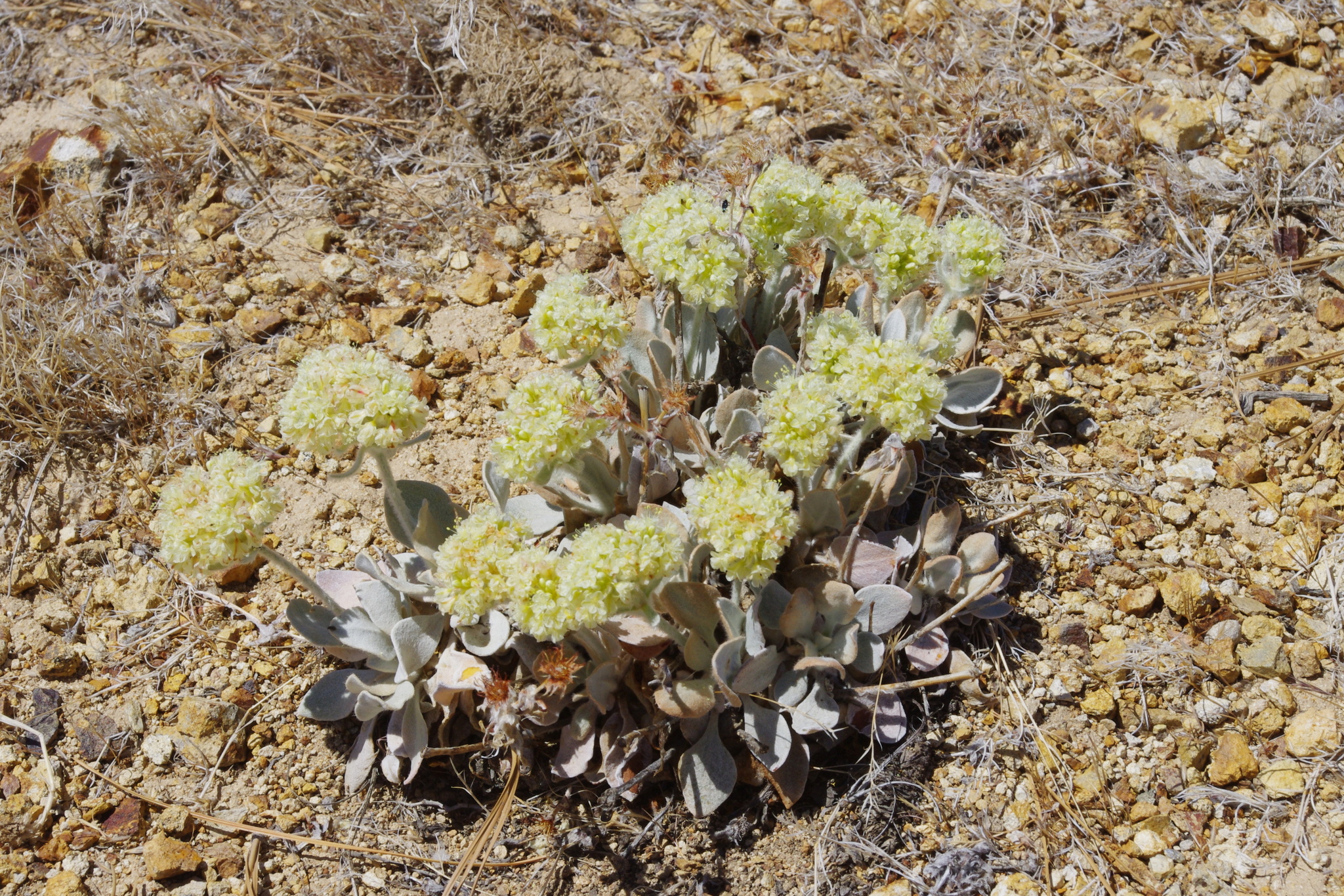 Eriogonum robustum