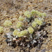 Eriogonum robustum - Photo (c) Janel Johnson, algunos derechos reservados (CC BY), uploaded by Janel Johnson