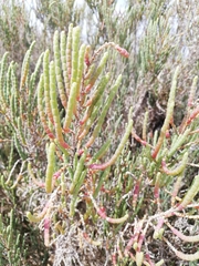 Salicornia perennis