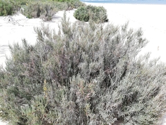 Salicornia perennis