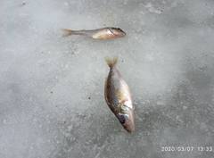 Gymnocephalus cernua