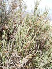 Salicornia perennis