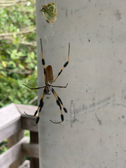 Trichonephila clavipes