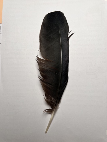 Plume de Crave à bec rouge