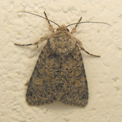 Lacinipolia strigicollis