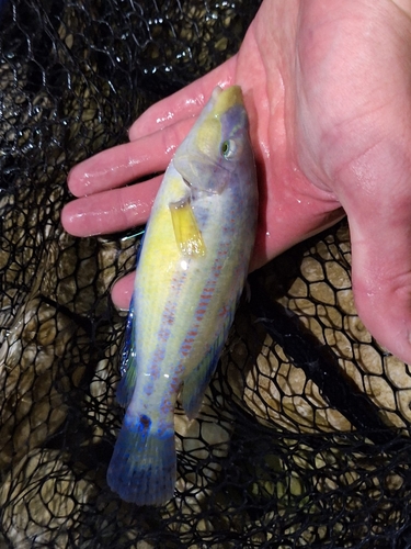 Symphodus tinca