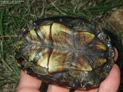 Kinosternon hirtipes murrayi