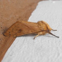 Lophocampa indistincta