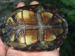 Kinosternon hirtipes murrayi