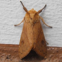 Lophocampa indistincta