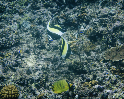 Zanclus cornutus