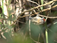 Picumnus nebulosus