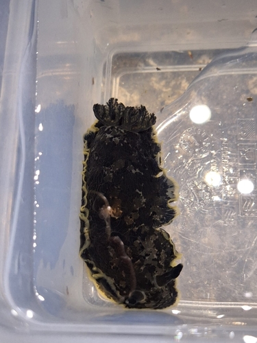 Dendrodoris limbata